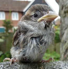 A baby bird in Canterbury