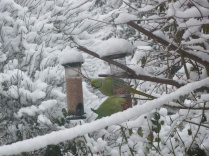 Parakeets very happy to find out peanut feeder in the snow