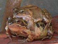 Hugging Frogs