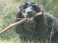 Wilson's definition of Happiness, a stick :)