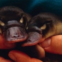 Squeal !!  Cutest Platypuses Ever!