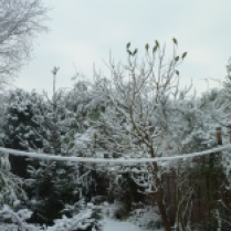 A snowy morning, and a garden full of bright green Parakeets hoping for some peanuts!