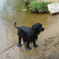 Wilson's paws show their size when they are in water... He has webbed feet and is an excellent swimmer