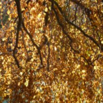 Beautiful golden beech leaves in the November sun
