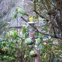 Parakeets back in force for peanuts now that it's December