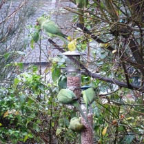 Parakeets back in force for peanuts now that it's December