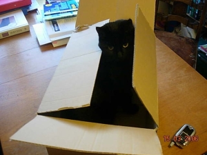 When I was studying quantum mechanics, Lilly was helping me with Schroedingers 'Cat in a Box' theory