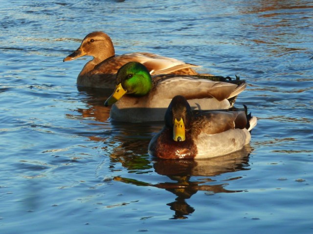 Three ducks one very sunny morning