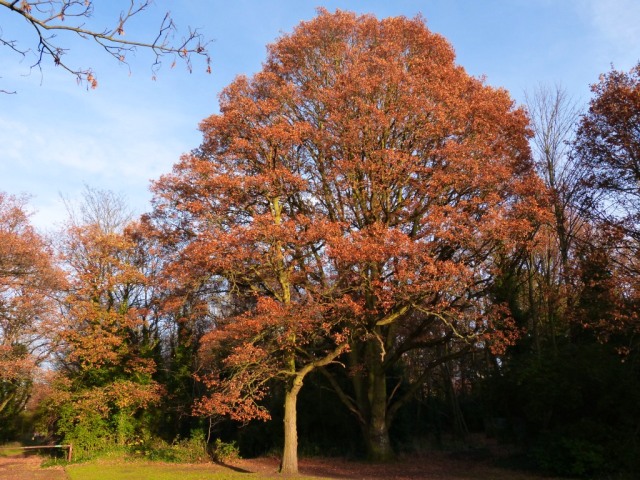 Majestic Oak Tree