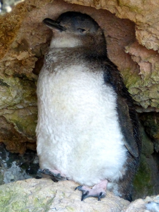 The Little Penguin is the smallest of all penguins standing about 40cm tall