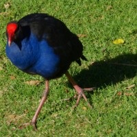 Red Seal Coot or Purple Swamphen?