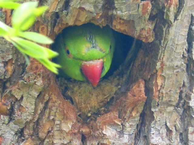 Parakeet Nest