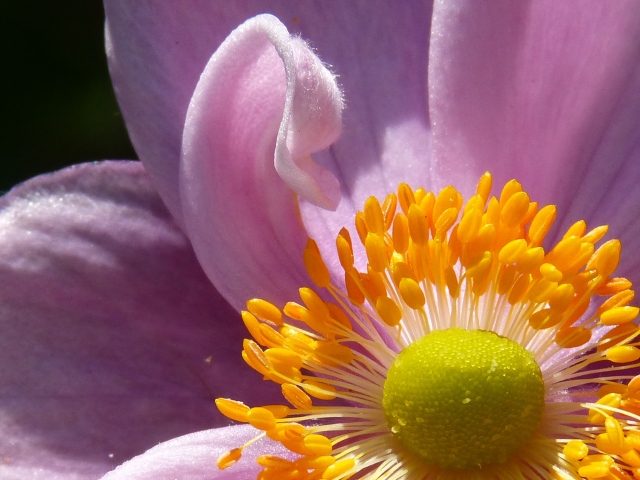 Japanese Anemone Close-up